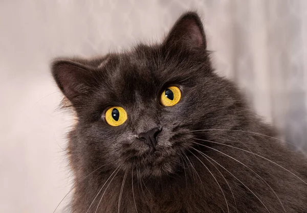 Beautiful Cat Nebelung Looks Closely Camera — стоковое фото