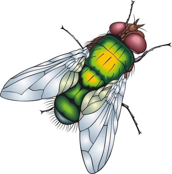 Πράσινη μύγα — Διανυσματικό Αρχείο