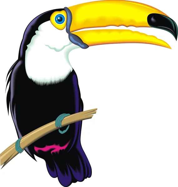 Toucan — Image vectorielle