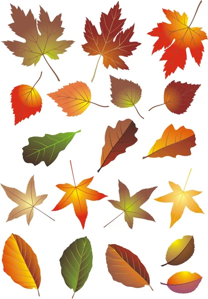 Autumn leaves — Stock Vector