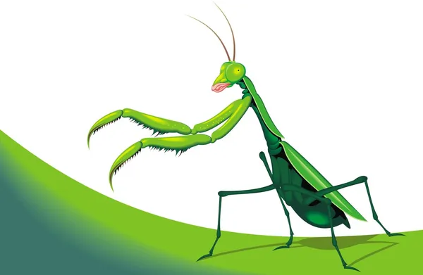 Illusztrált mantis — Stock Vector