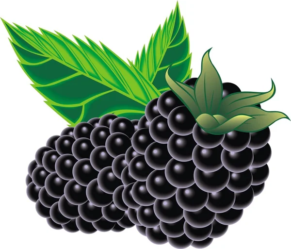 Blackberries — Stock Vector