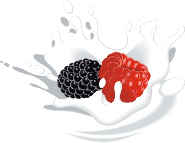 Mora y frambuesa en yougurt o leche — Vector de stock