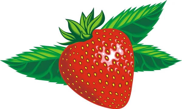 Färska jordgubbar — Stock vektor