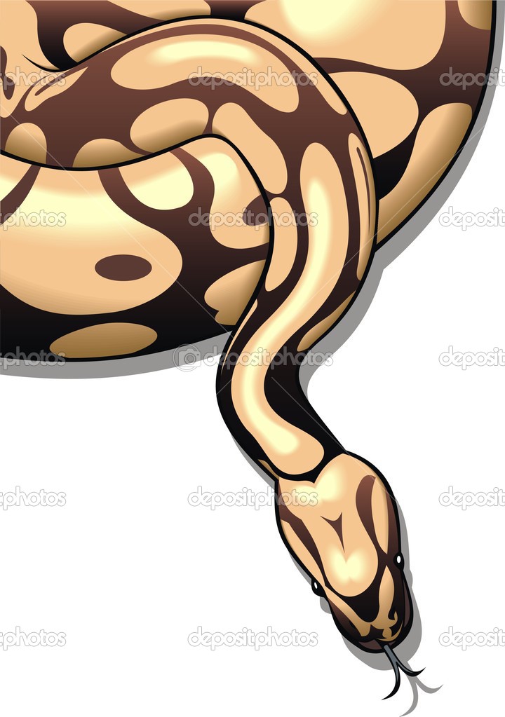 boa snake