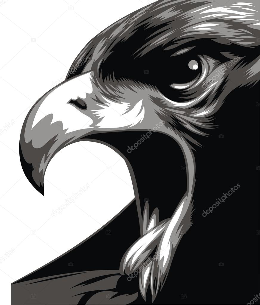 head of eagle in black and white