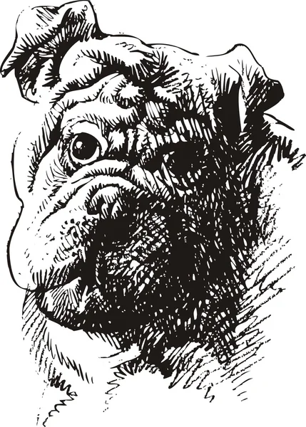 Портрет собаки — стоковый вектор