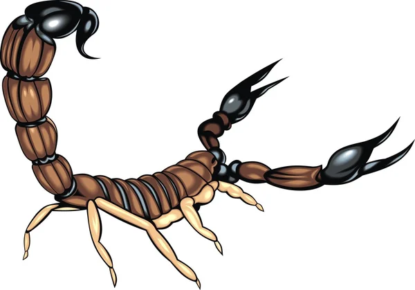 Skorpion nie ma cienia — Wektor stockowy