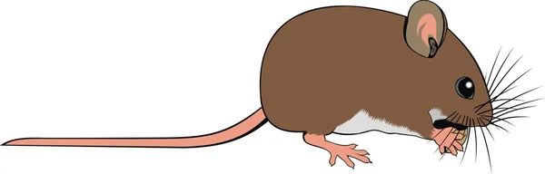 Kleine Maus — Stockvektor