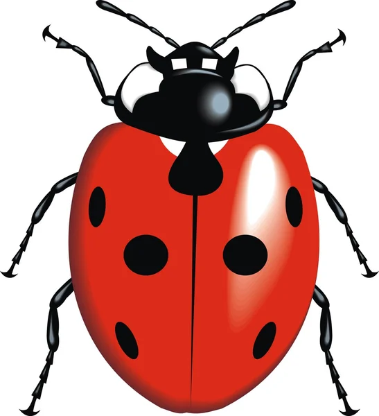 Vrouwe Bug — Stockvector