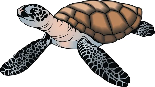 küçük kaplumbağa