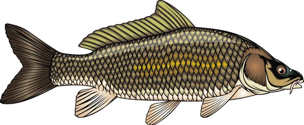 Carpe de poisson — Image vectorielle