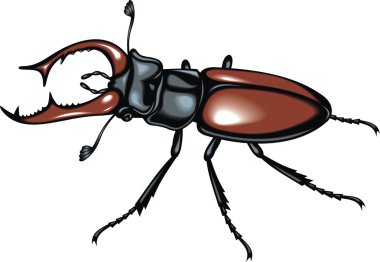 Stag beetle