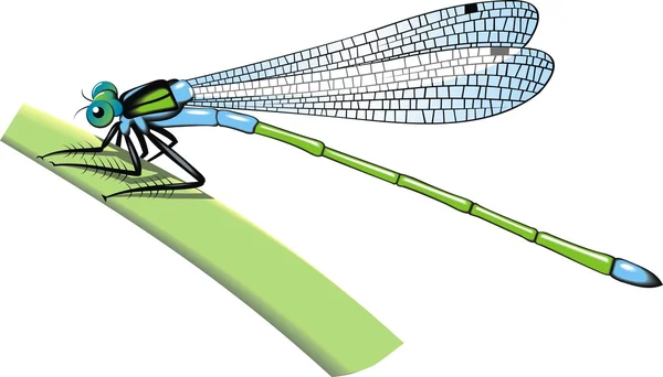 Gröna dragonfly — Stock vektor