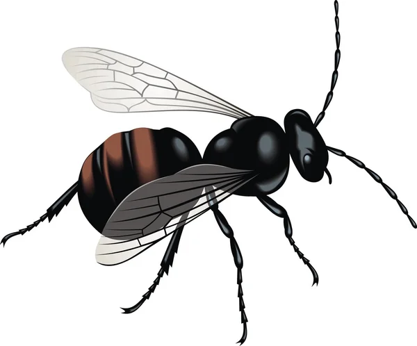 Zwarte wasp — Stockvector