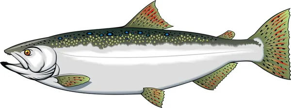 Mooi forel — Stockvector