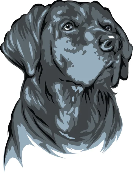 Donkere labrador hond — Stockvector