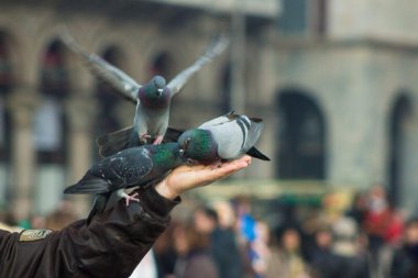 besleme birds