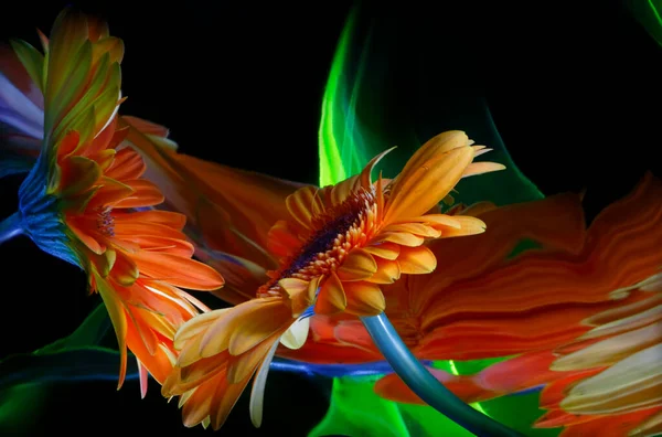 Turuncu Gerbera Çiçeği Çarpık Aynadaki Yansımaları Siyah Arka Plandaki Yeşil — Stok fotoğraf