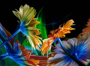 Two orange gerbera flowers and their reflections in a crooked mirror, as well as improvisation with green and blue light in the black background clipart