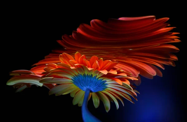 Červená Gerbera Květina Její Odrazy Křivém Zrcadle Černém Pozadí — Stock fotografie