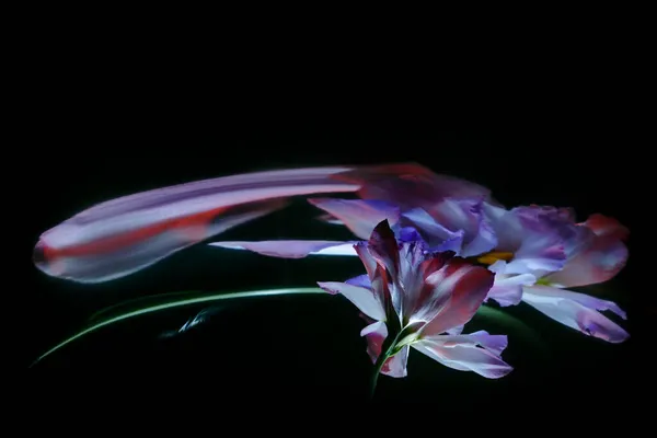 Квітка Еустоми Стеблом Пофарбована Кольоровим Світлом Відображення Криве Дзеркало Чорному — стокове фото