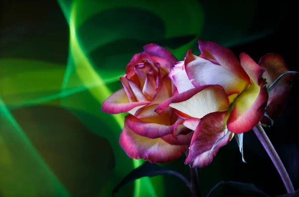 Красная Роза Окрашенная Цветом Света Отражение Зеркале Импровизация Зеленым Желтым — стоковое фото