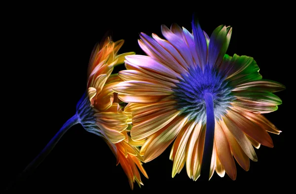 Duas Flores Gerbera Laranja Perfil Rosto Cheio Pintado Com Luz — Fotografia de Stock