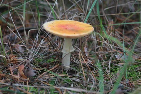 Fungus — Stock Photo, Image