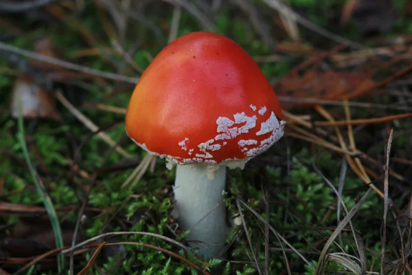 Fungus — Stock Photo, Image