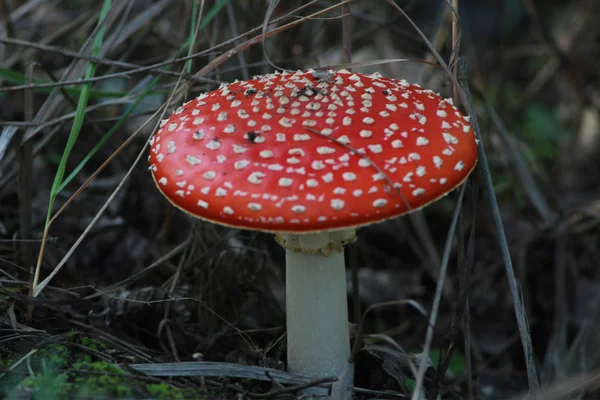 Fungus — Stock Photo, Image