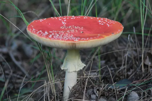 Fungus — Stock Photo, Image