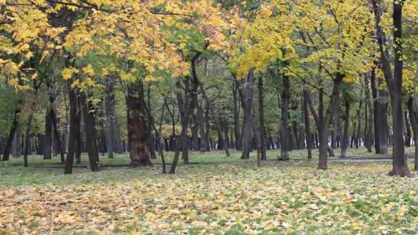 Осень, листья, трава — стоковое видео