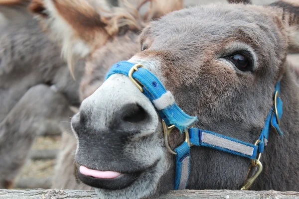 Burro. — Fotografia de Stock