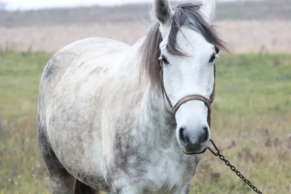 Pferd — Stockfoto