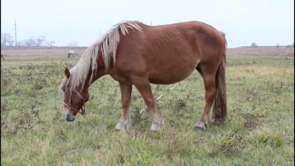 Trote árabe Do Corredor Do Cavalo De Brown No Pasto Foto de Stock - Imagem  de bonito, campo: 15882660