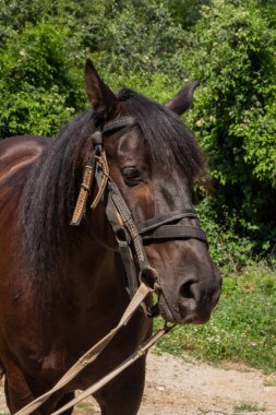 At gezintiye çıktı.