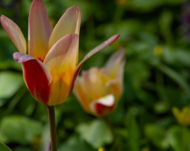 primer plano de tulipanes amarillos 