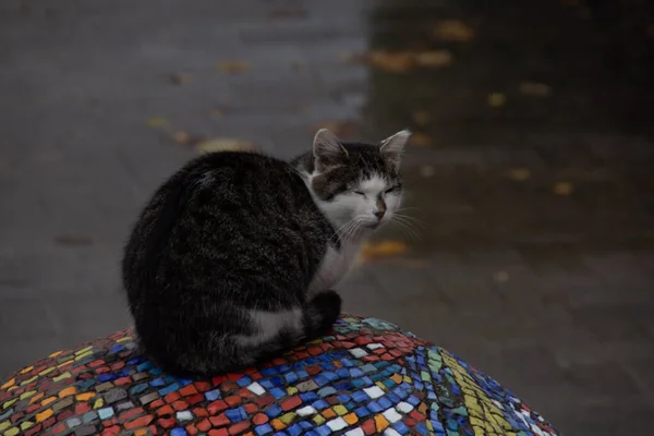 Gatito Calle — Foto de Stock