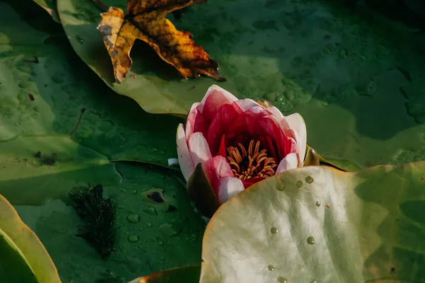 Bunga Teratai Dalam Dedaunan Danau — Stok Foto