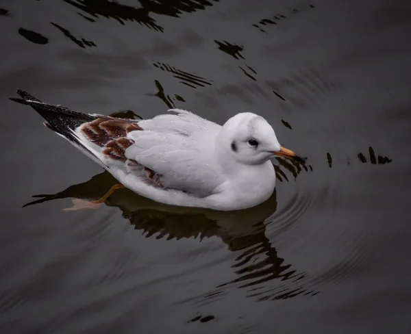 Mouette Blanche Sur Lac — Photo