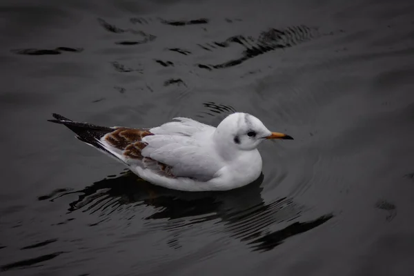 Mouette Blanche Sur Lac — Photo