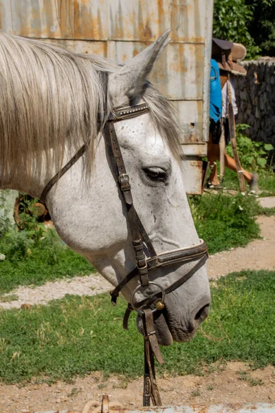 外出中の馬 — ストック写真