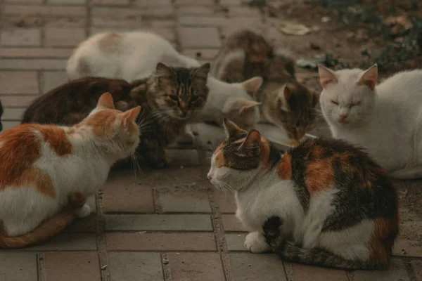 Kätzchen Auf Der Straße — Stockfoto