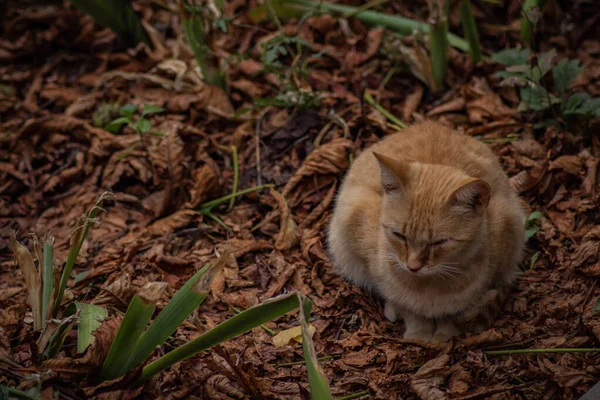 Chaton Dans Rue — Photo