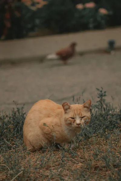 Sokaktaki Kedi Yavrusu — Stok fotoğraf