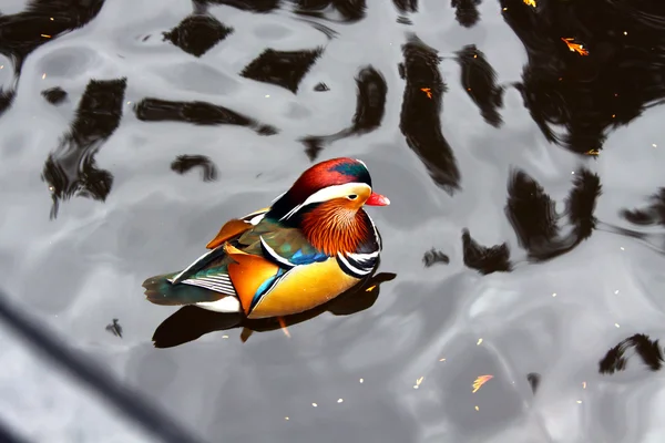 Canard mandarin — Photo