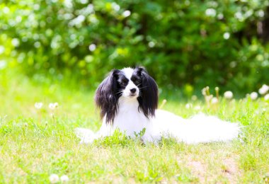 Papillon yeşil otların arasında yatıyor. Küçük bir beyaz köpek Park'ın bahçesinde oturan kırmızı kafalı. Güneşli bir yaz aylarında komik köpek yürüyor. Yatay görüntü.