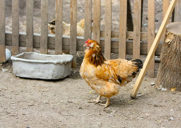 Kuře Pózuje Ulici Vesnici Domácí Ptáci Žijí Farmě Koncept Chovu — Stock fotografie