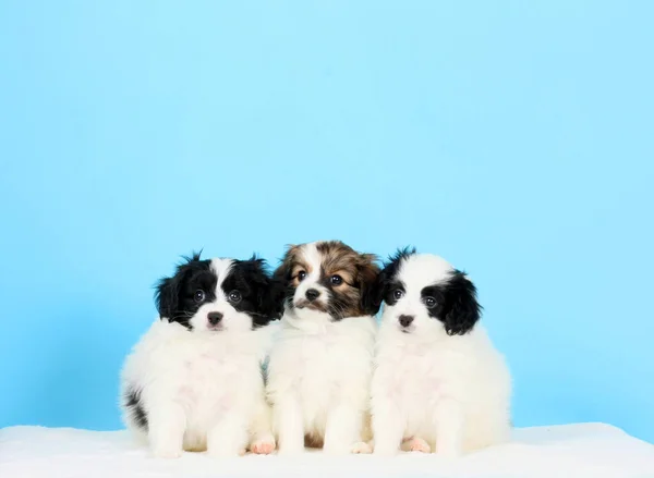 Three Beautiful Puppies Pose Blue Background Falenes Sitting Hanging Ears — Foto de Stock